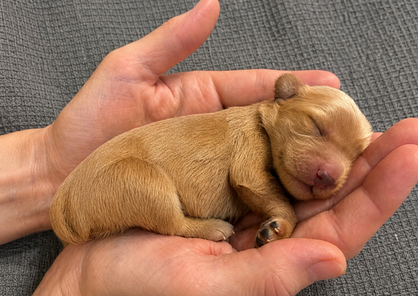 Nach 6 Tagen – kleine Welpen, große Entwicklung
